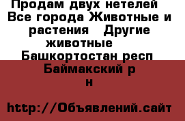 Продам двух нетелей - Все города Животные и растения » Другие животные   . Башкортостан респ.,Баймакский р-н